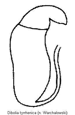 dibolia_tyrrhenica_sperm.gif
