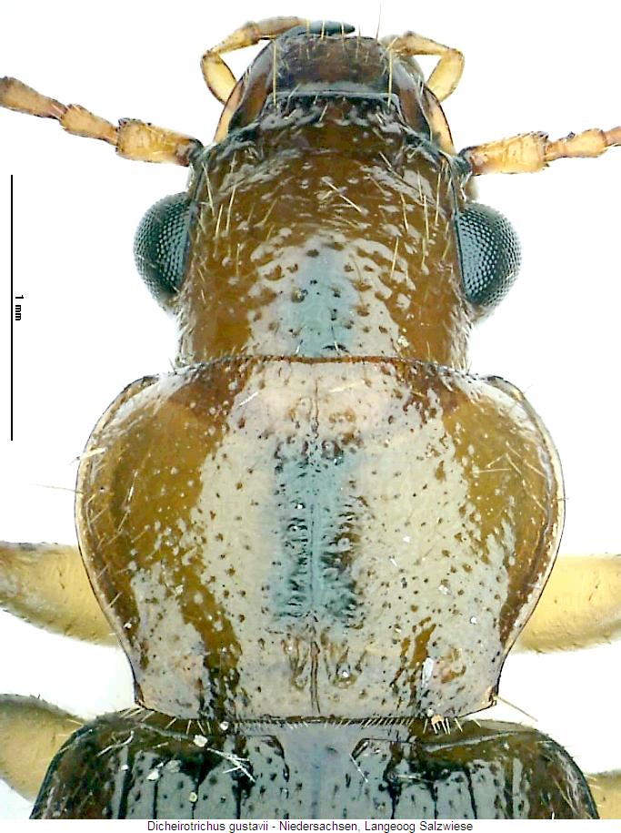 dicheirotrichus_gustavii_vk.jpg