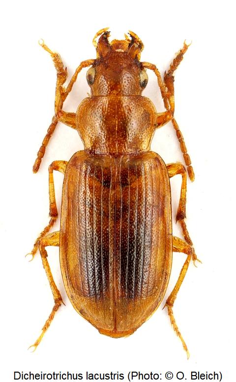 dicheirotrichus_lacustris_hab.jpg