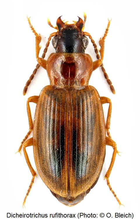 dicheirotrichus_rufithorax_hab.jpg