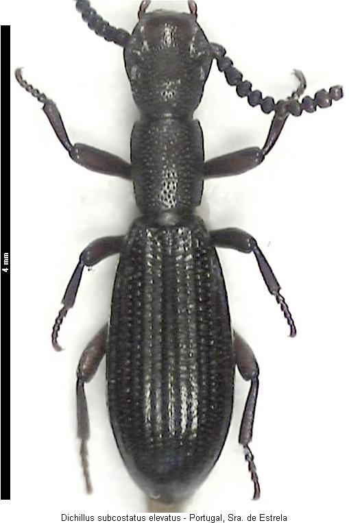 dichillus_elevatus_hab.jpg