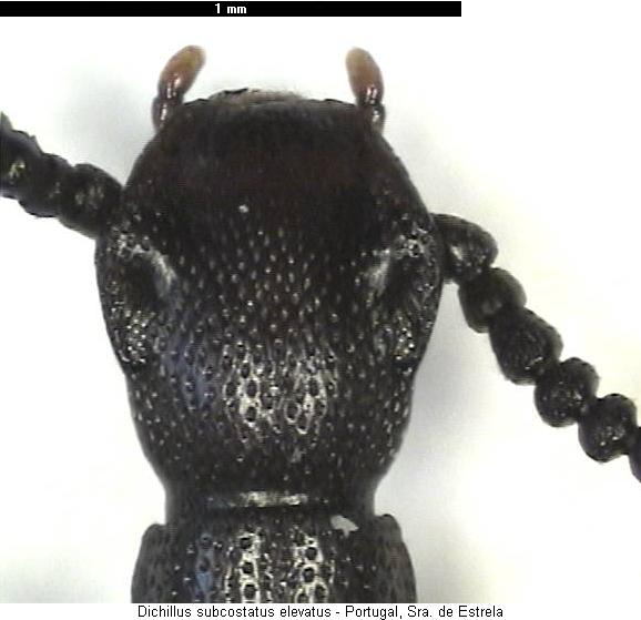 dichillus_elevatus_k.jpg