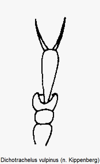 dichotrachelus_vulpinus_vtr.gif