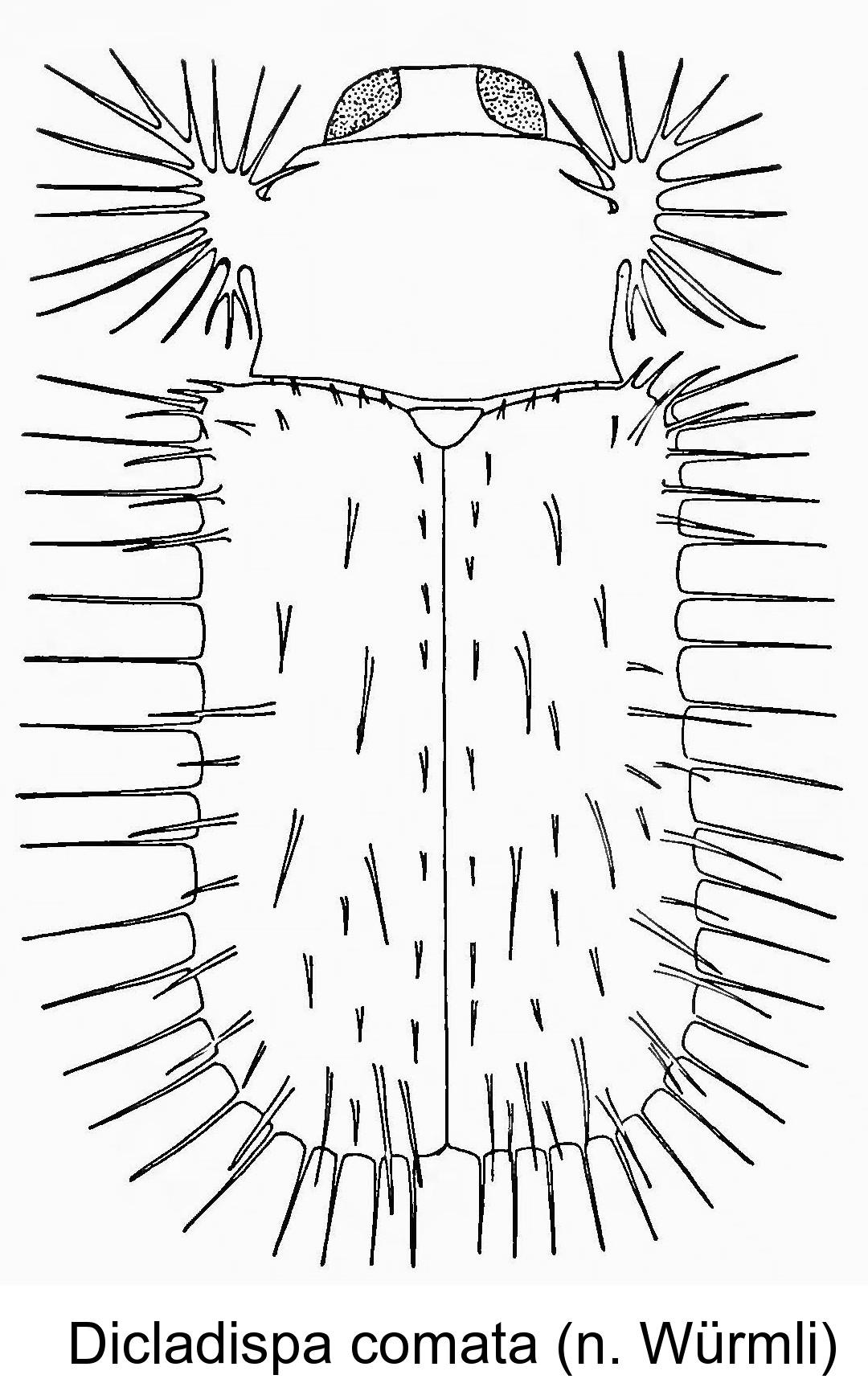 dicladispa_comata.jpg