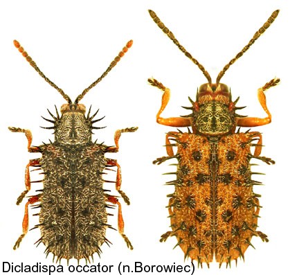 dicladispa_occator.jpg