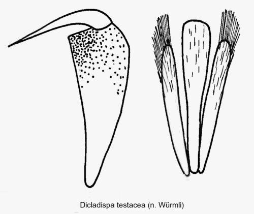 dicladispa_testacea_klauen.jpg