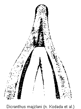 dicranthus_majzlani.gif
