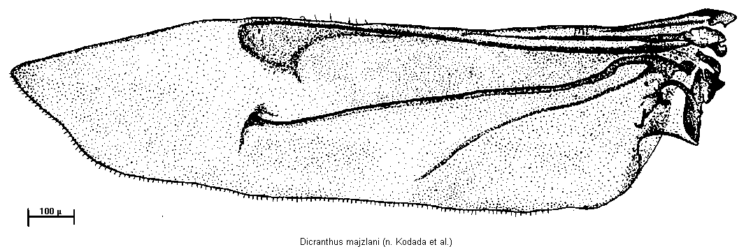 dicranthus_majzlani_hfl.gif
