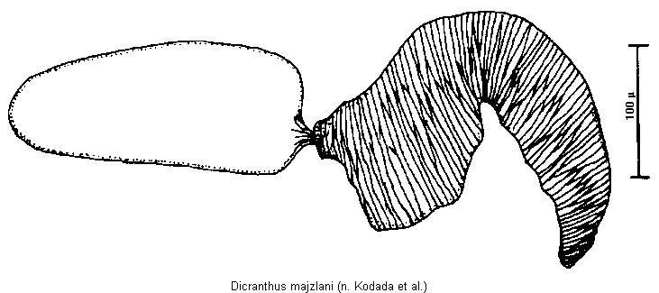 dicranthus_majzlani_sperm.gif