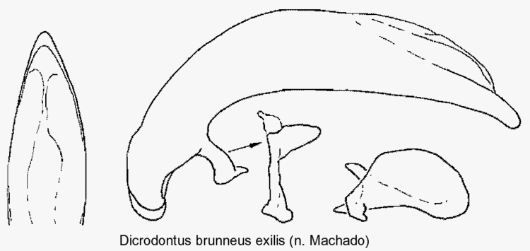 dicrodontus_brunneus_exilis_aed.gif