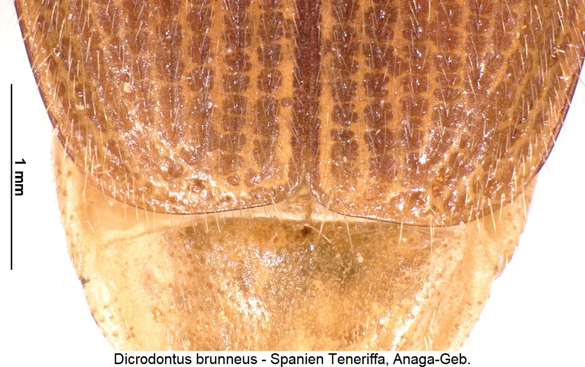 dicrodontus_brunneus_fld.jpg