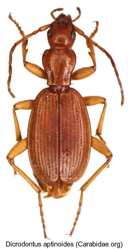dicrondontus_aptinoides.jpg