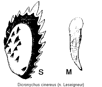 dicronychus_cinereus_bursa.gif