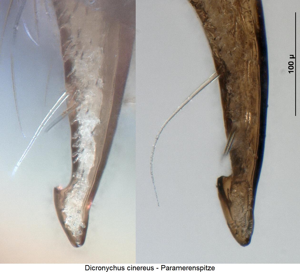 dicronychus_cinereus_pm.jpg