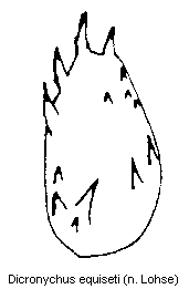 dicronychus_equiseti_bursa2.gif