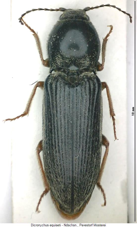 dicronychus_equiseti_hab.jpg
