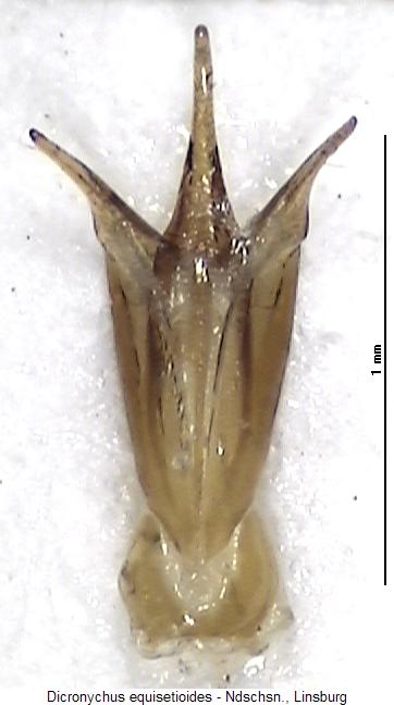 dicronychus_equisetioides.jpg