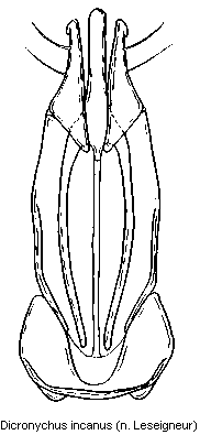dicronychus_incanus.gif