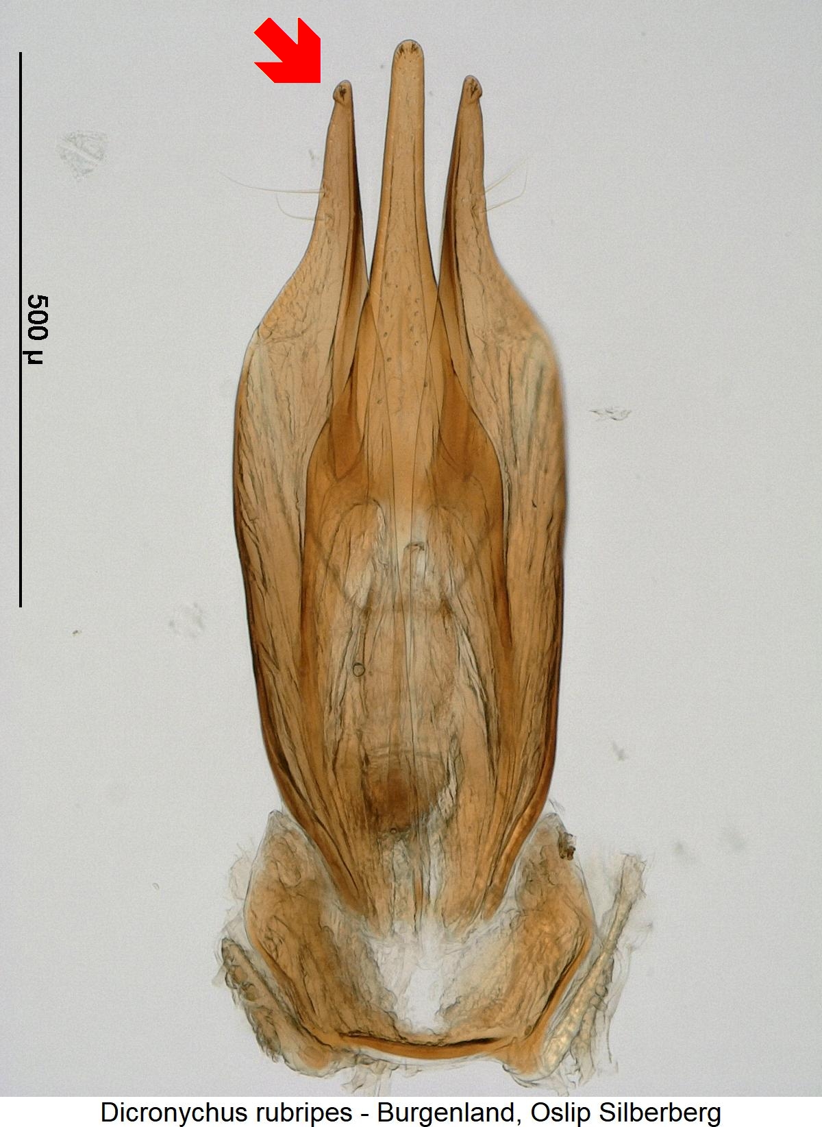 dicronychus_rubripes.jpg