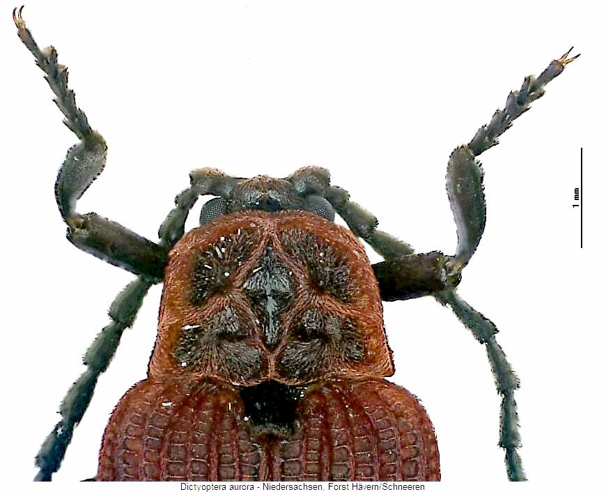 dictyoptera_aurora_vk.jpg