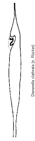 dienerella_clathrata.gif