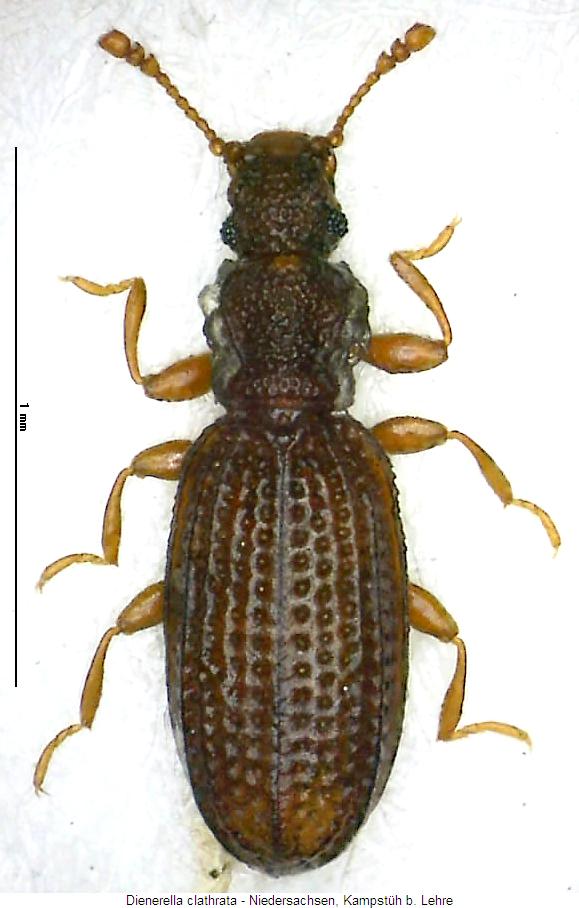 dienerella_clathrata_hab.jpg