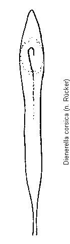 dienerella_corsica.gif