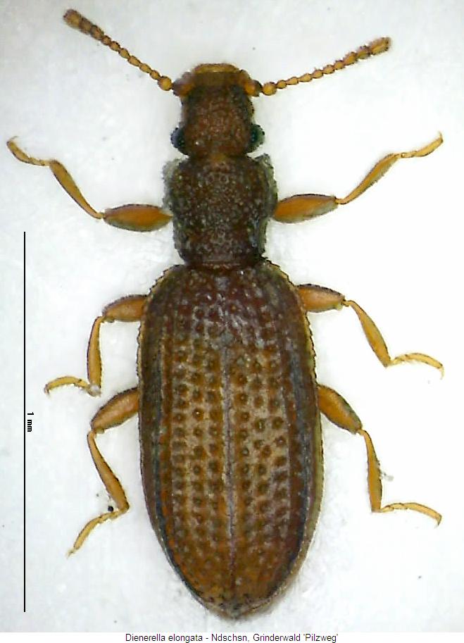 dienerella_elongata_hab.jpg