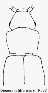 dienerella_filiformis_vk.gif