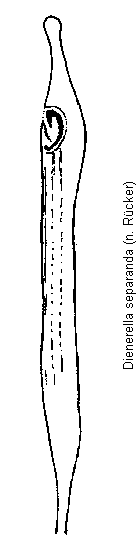 dienerella_separanda.gif