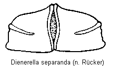 dienerella_separanda_fld.gif