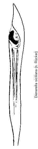 dienerella_siciliana.gif