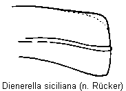 dienerella_siciliana_fld.gif