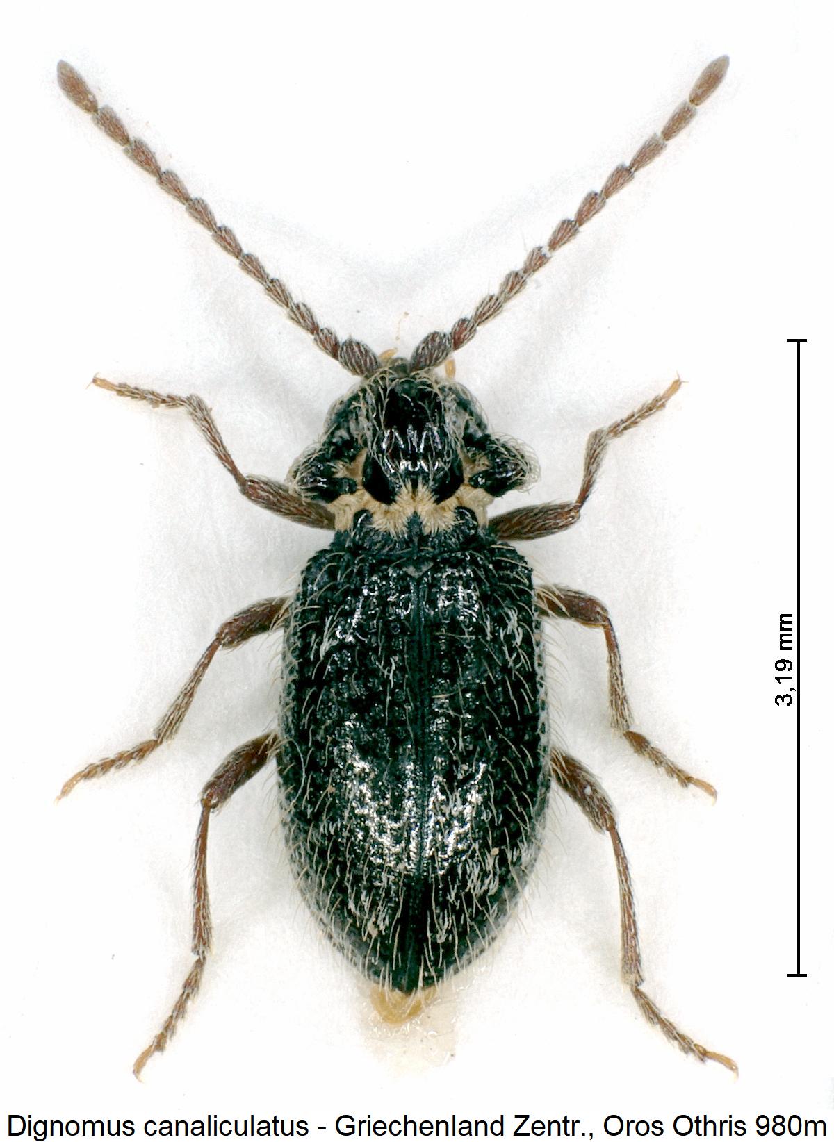 dignomus_canaliculatus_hab.jpg
