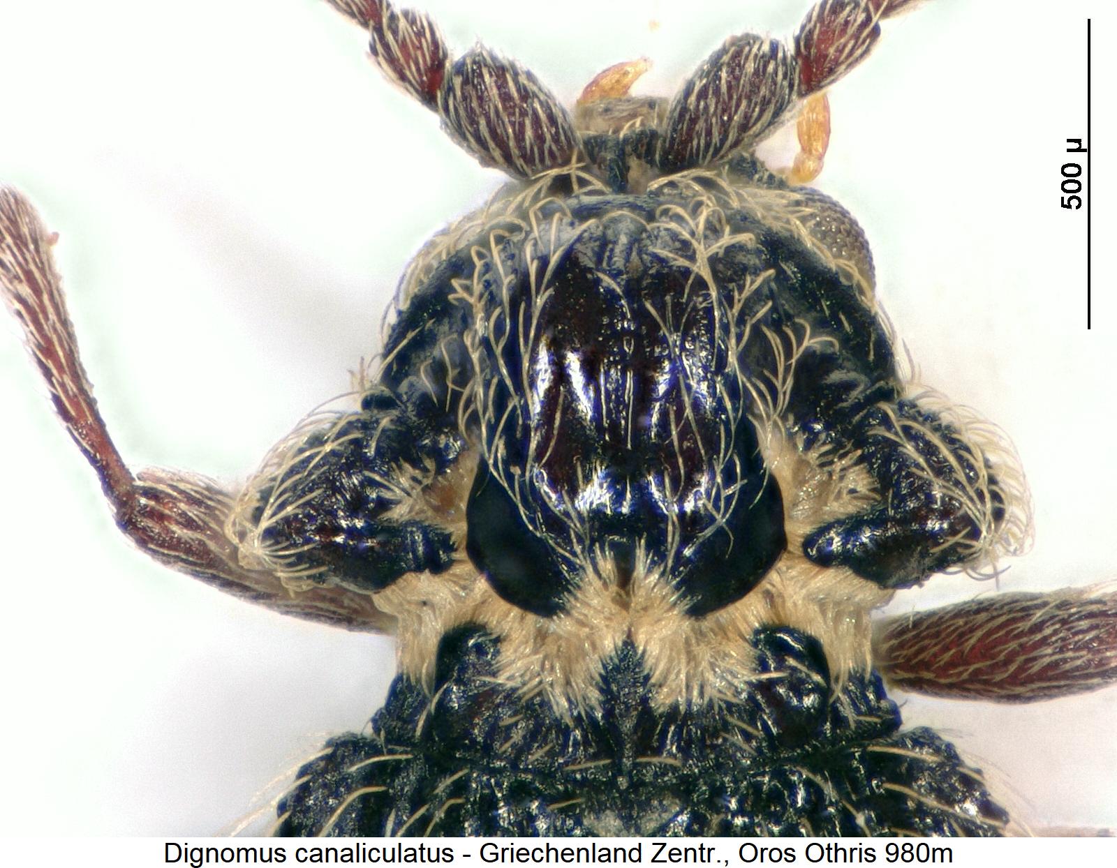 dignomus_canaliculatus_hsch.jpg