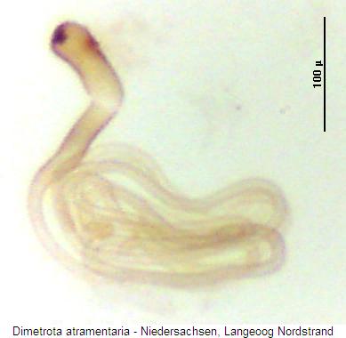 dimetrota_atramentaria.jpg