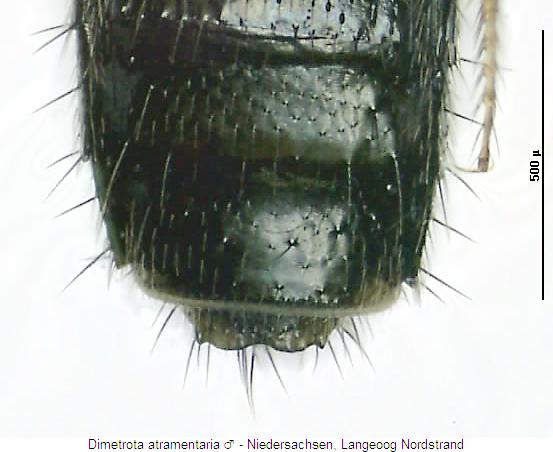 dimetrota_atramentaria_hlb.jpg