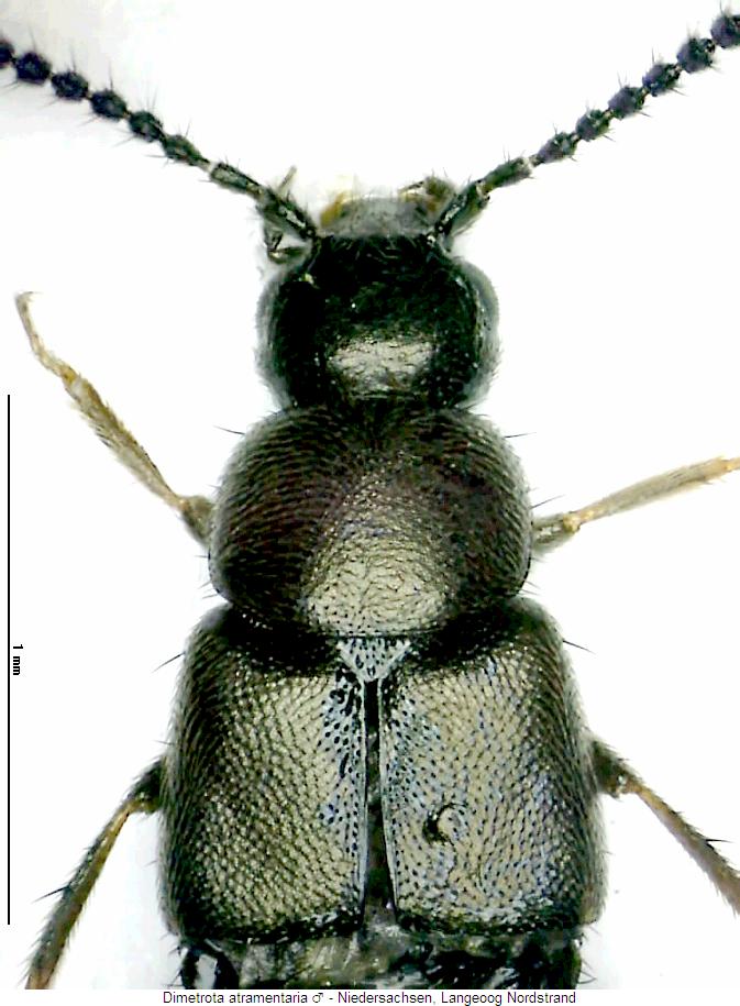dimetrota_atramentaria_vk.jpg