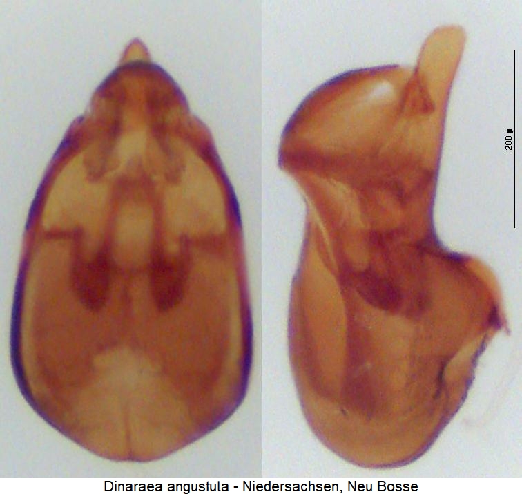dinaraea_angustula.jpg