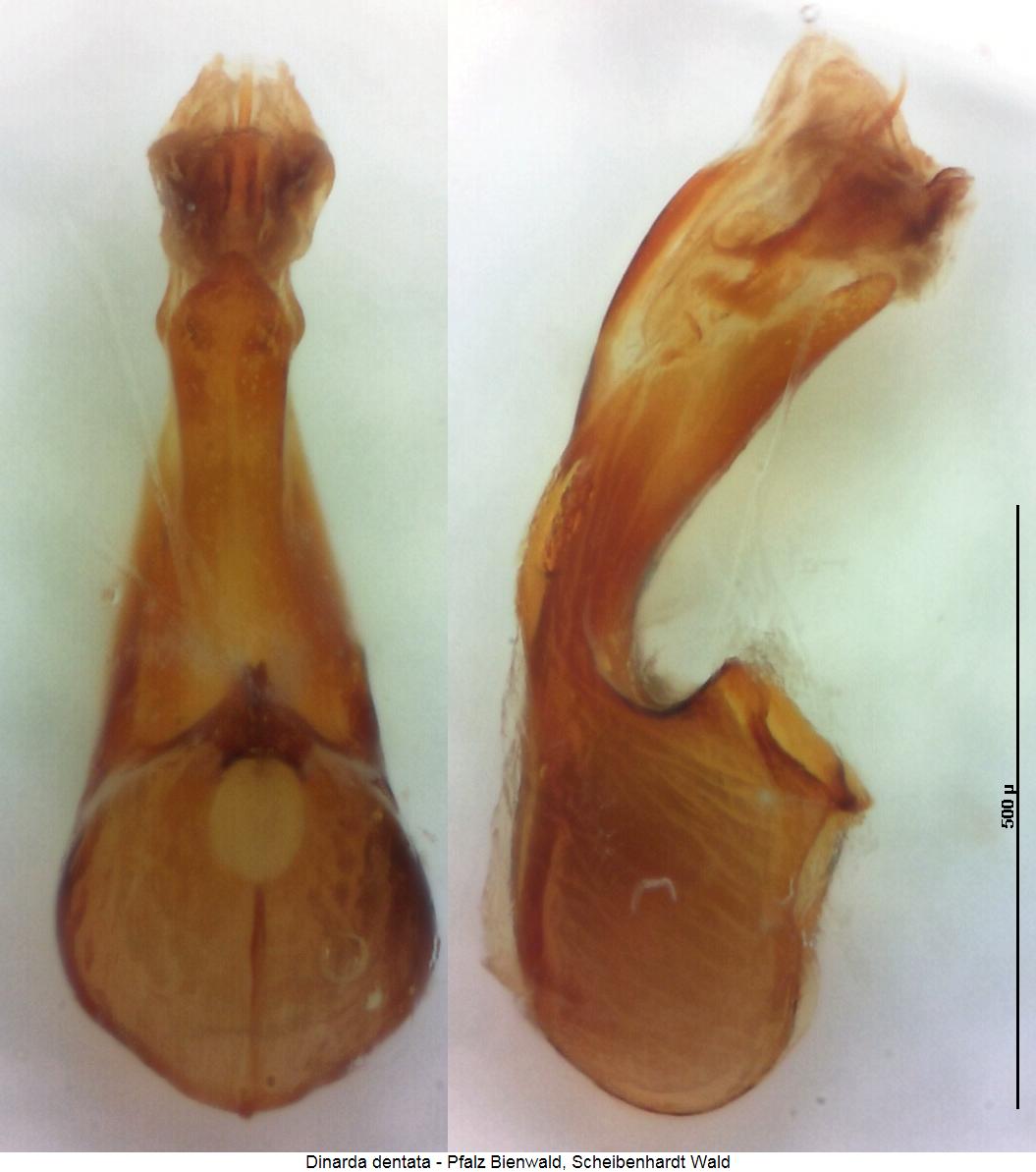 dinarda_dentata.jpg