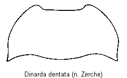 dinarda_dentata_hsch.gif