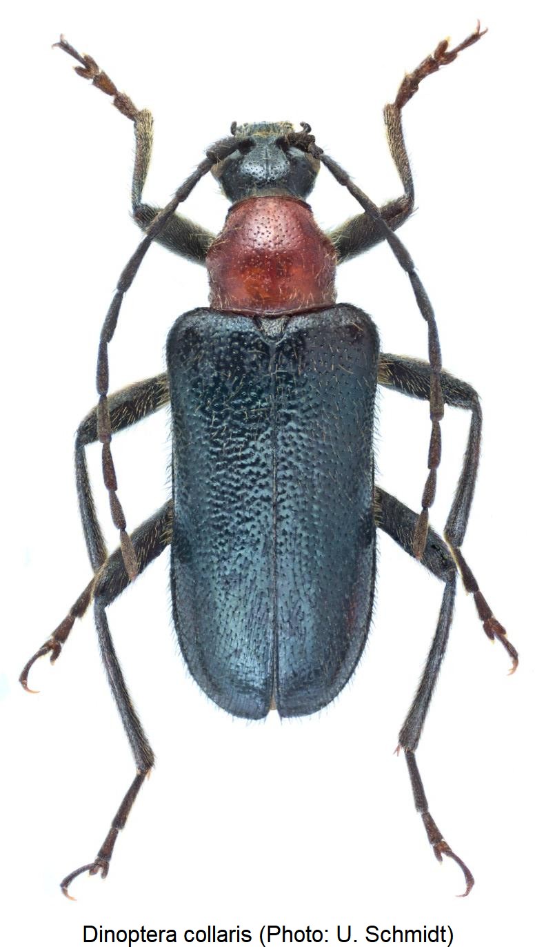 dinoptera_collaris_hab.jpg