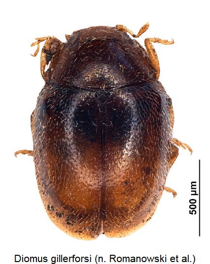 diomus_gillerforsi_hab.jpg