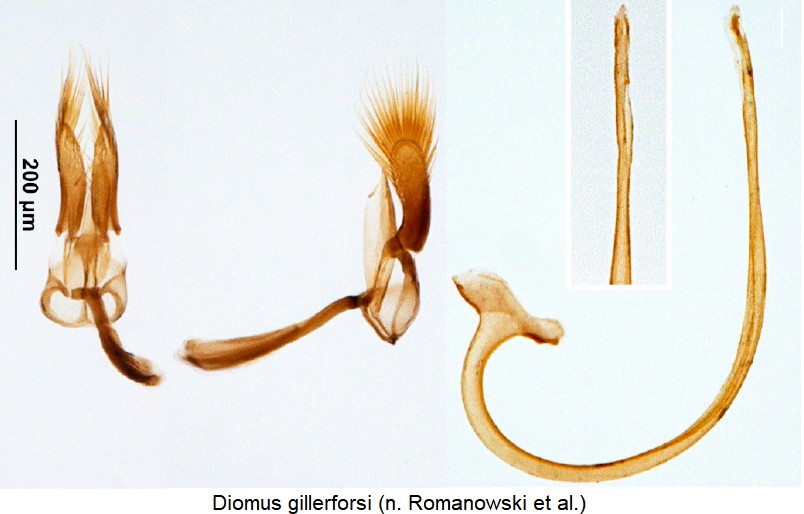 diomus_gillerforsi_vk.jpg