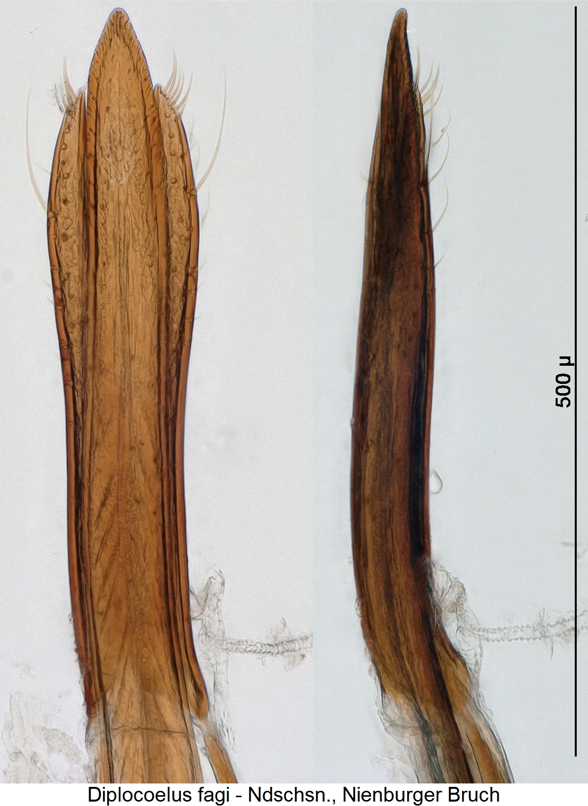 diplocoelus_fagi1.jpg