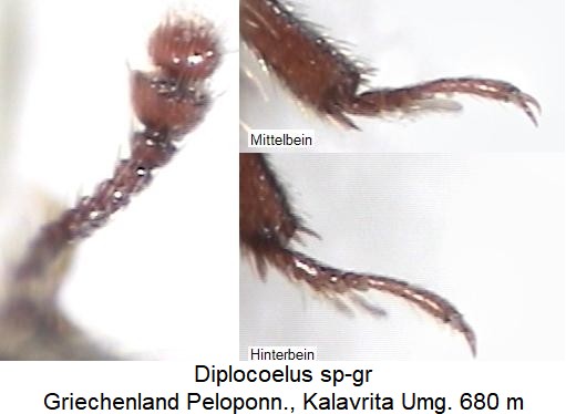 diplocoelus_sp-gr_f.jpg