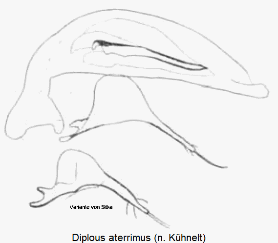 diplous_aterrimus-1.gif