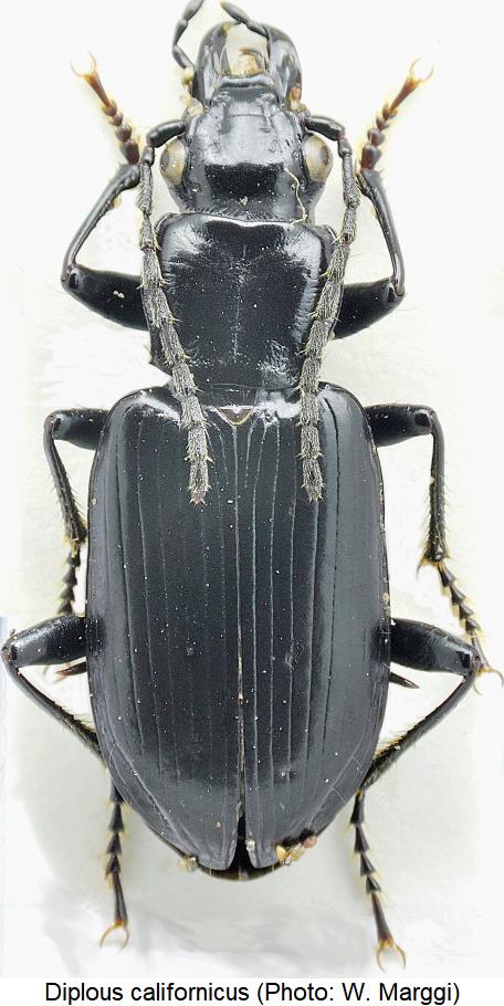diplous_californicus_hab.jpg