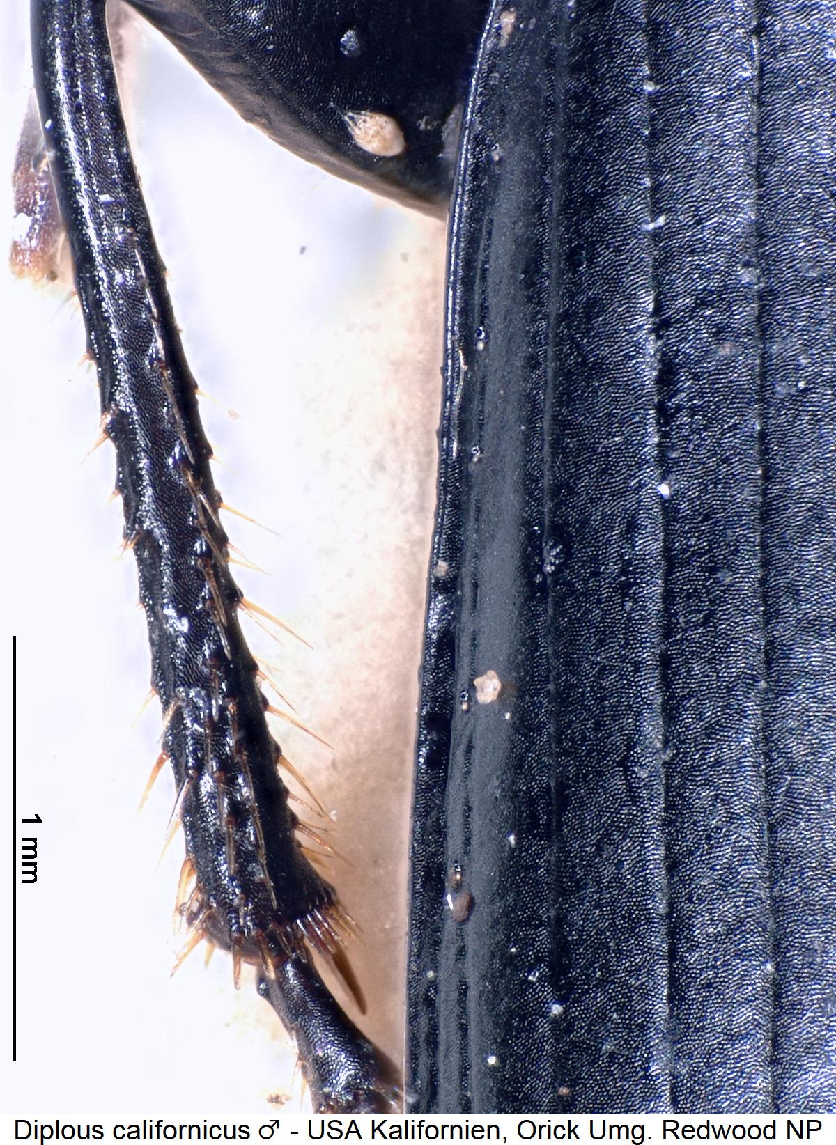 diplous_californicus_m_mschn.jpg