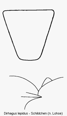dirhagus_lepidus_scut.gif